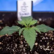 Power Plant - Zamnesia & B&B