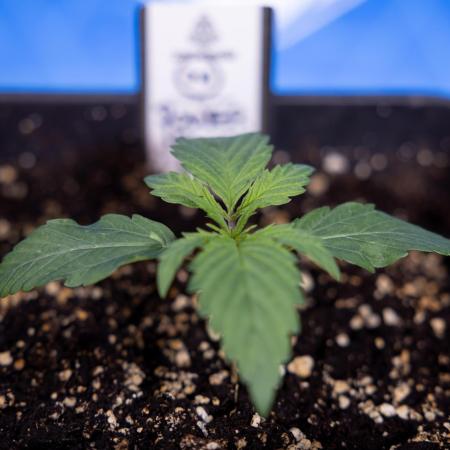 Power Plant - Zamnesia & B&B