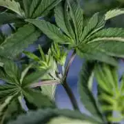 Nectar Drip #1 - Zamnesia X Tical x B&B