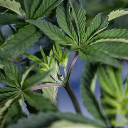 Nectar Drip #1 - Zamnesia X Tical x B&B