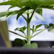 Power Plant - Zamnesia & B&B