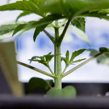 Power Plant - Zamnesia & B&B