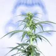 Tangerine Dream  Auto - Zamnesia x B&B