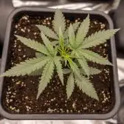 Sativa Fiesta 🤸 - Zamnesia x B&B
