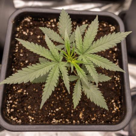 Sativa Fiesta 🤸 - Zamnesia x B&B
