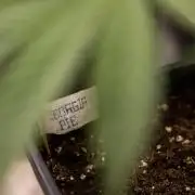 Georgia Pie #3 - Zamnesia x B&B