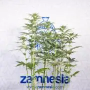 L.A. Kush Cake #3 - Zamnesia x B&B