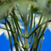 Critical Cheese Auto II - Zamnesia x B&B