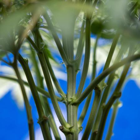 Critical Cheese Auto II - Zamnesia x B&B