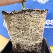 Tropicana Cookies #2 - Zamnesia x B&B