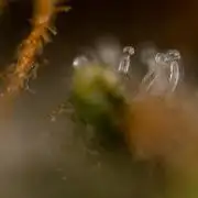 Critical Cheese Auto #2 - Zamnesia x B&B