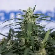 Critical Cheese Auto #2 - Zamnesia x B&B