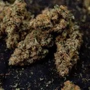 Chocolope 🍫 Auto - Zamnesia x B&B