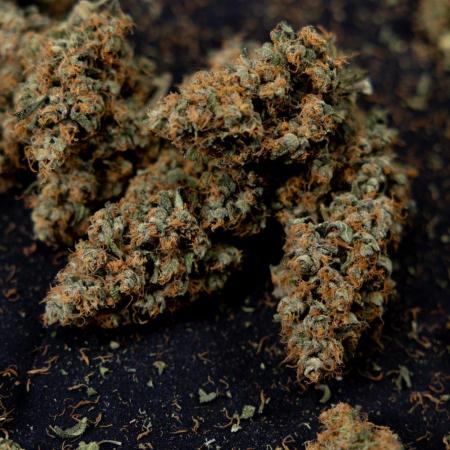 Chocolope 🍫 Auto - Zamnesia x B&B