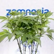 Lemon Cherry Gelato #1 - Zamnesia x B&B