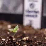 Monster Dwarf II Auto - Zamnesia x B&B