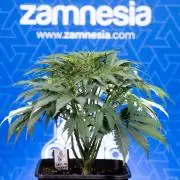 Critical Cheese Auto II - Zamnesia x B&B