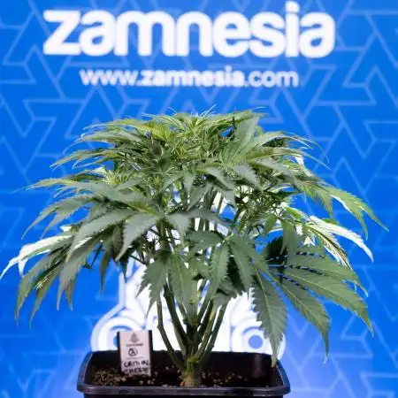 Critical Cheese Auto II - Zamnesia x B&B