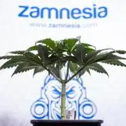 Lemon Cherry Gelato #1 - Zamnesia x B&B