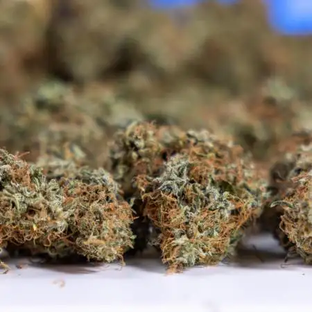 Trainwreck Auto 1 // Zamnesia x B&B
