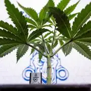 Georgia Pie #1 - Zamnesia x B&B