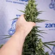 Karen Kush Auto #1 - Zamnesia x B&B