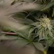 Georgia Pie #3 - Zamnesia x B&B