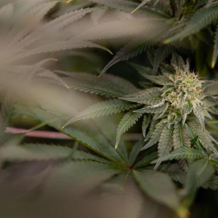 Georgia Pie #3 - Zamnesia x B&B