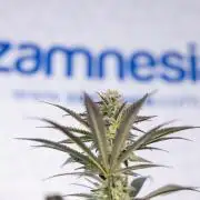 L.A. KUSH Cake #2 - Zamnesia x B&B