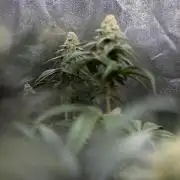 L.A. KUSH Cake #1 - Zamnesia x B&B