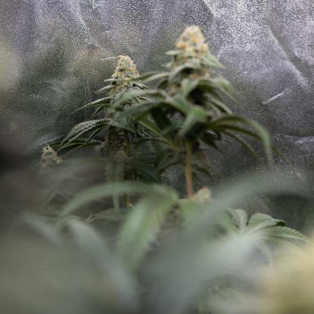 L.A. KUSH Cake #1 - Zamnesia x B&B