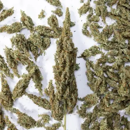 Karen Kush Auto #1 - Zamnesia x B&B