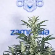 Monster Dwarf #1 Auto - Zamnesia x B&B