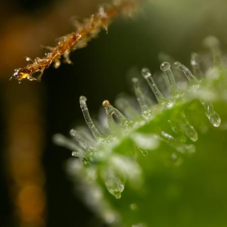 Watermelon Candy #2 - Zamnesia x B&B