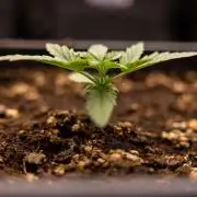 LSD 🌈⃤— F1 Auto - Zamnesia x B&B