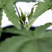 Nectar Drip #3 - Zamnesia x Tical x B&B