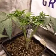 Nectar Drip #3 - Zamnesia x Tical x B&B