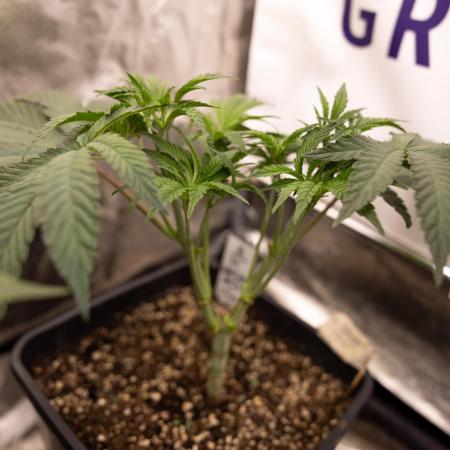 Nectar Drip #3 - Zamnesia x Tical x B&B