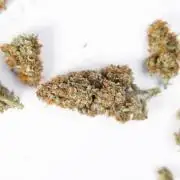 Watermelon Candy #2 - Zamnesia x B&B