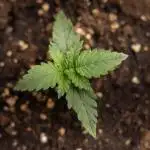 Monster Dwarf I Auto - Zamnesia x B&B