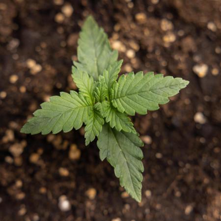 Monster Dwarf I Auto - Zamnesia x B&B