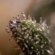 Monster Dwarf #2 Auto - Zamnesia x B&B