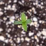 Permanent Marker - Zamnesia x B&B