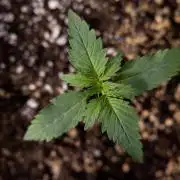 Permanent Marker - Zamnesia x B&B