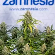 Watermelon Candy #1 -  Zamnesia x B&B