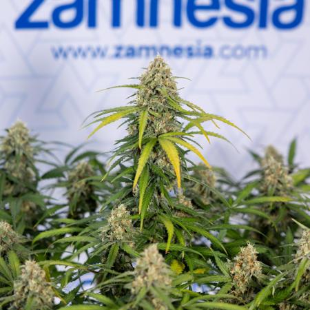 Watermelon Candy #1 -  Zamnesia x B&B