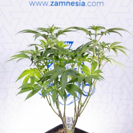 Nectar Drip #3 - Zamnesia x Tical x B&B