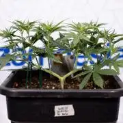 White Widow 🕷️ F1 Auto - Xamnesia x B&B