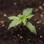 Tangerine Dream II Auto - Zamnesia x B&B