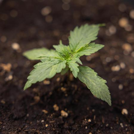 Tangerine Dream II Auto - Zamnesia x B&B